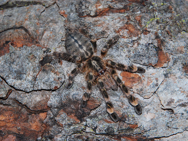 P. subfusca(highland form)