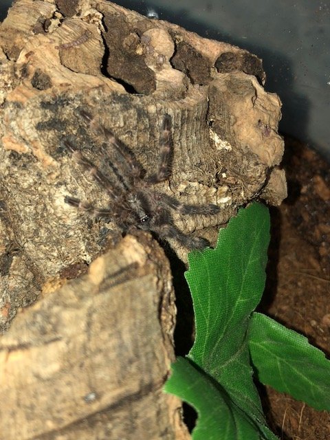 P. Subfusca Highland Sling