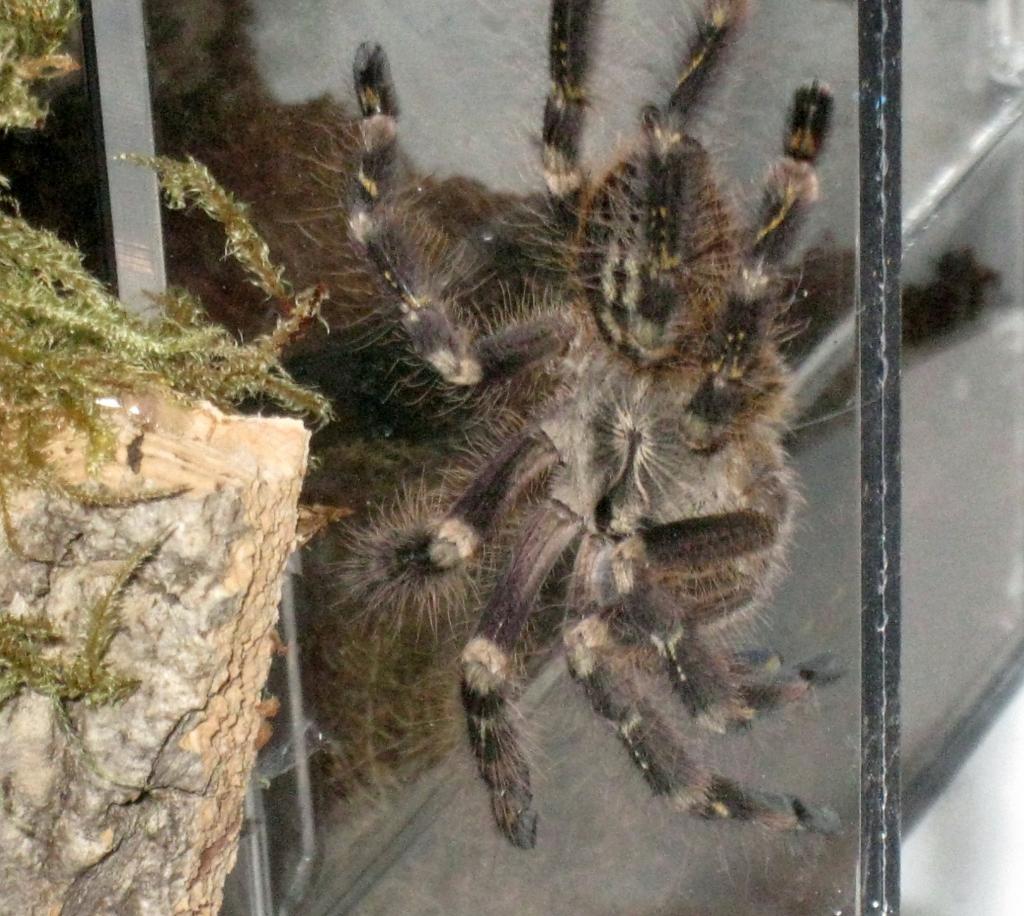 P. Subfusca Highland