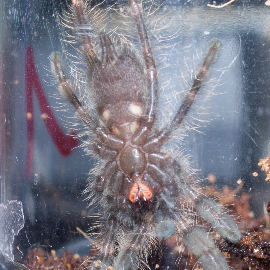 P. Subfusca Highland