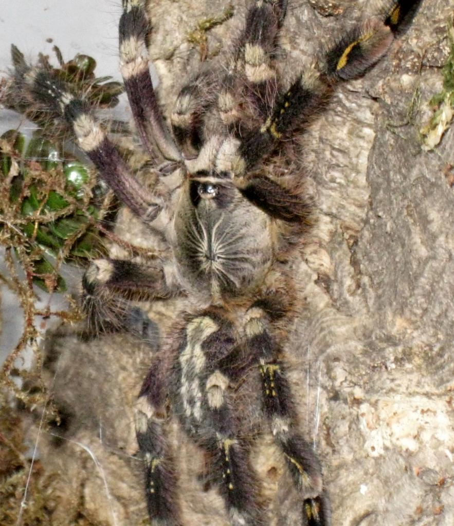 P. Subfusca Highland