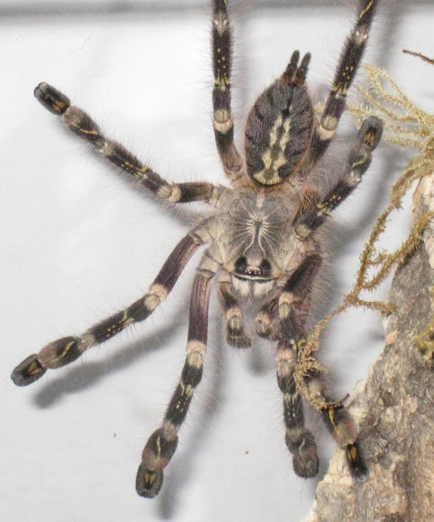 P. Subfusca Highland