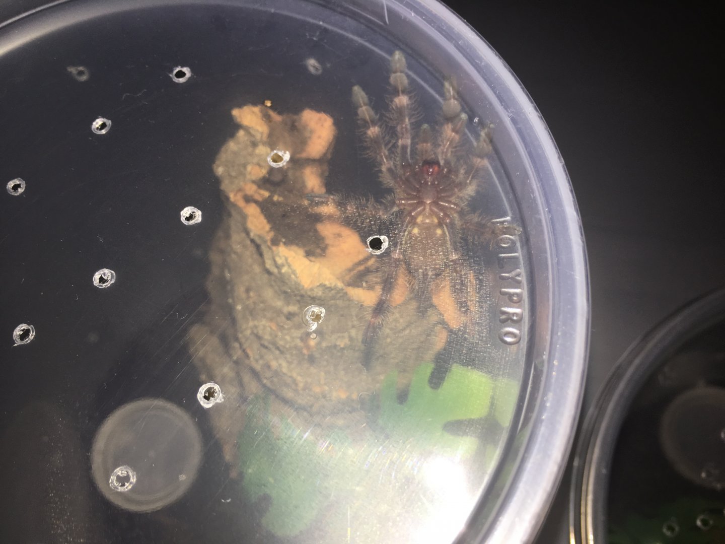 P. subfusca HL sling