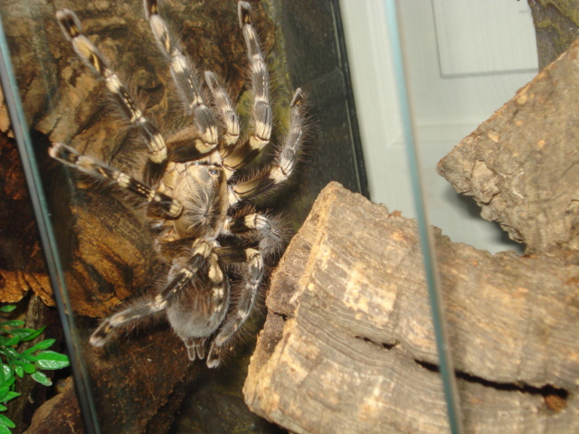 P. subfusca low