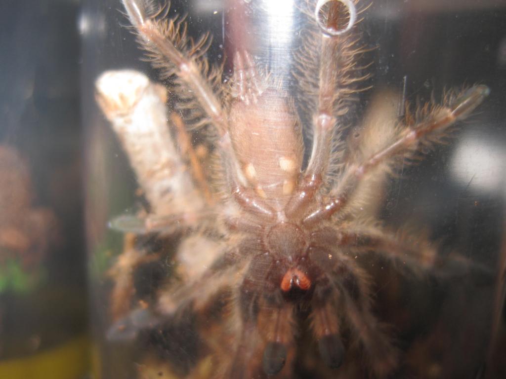 P. Subfusca Lowland Male or Female?