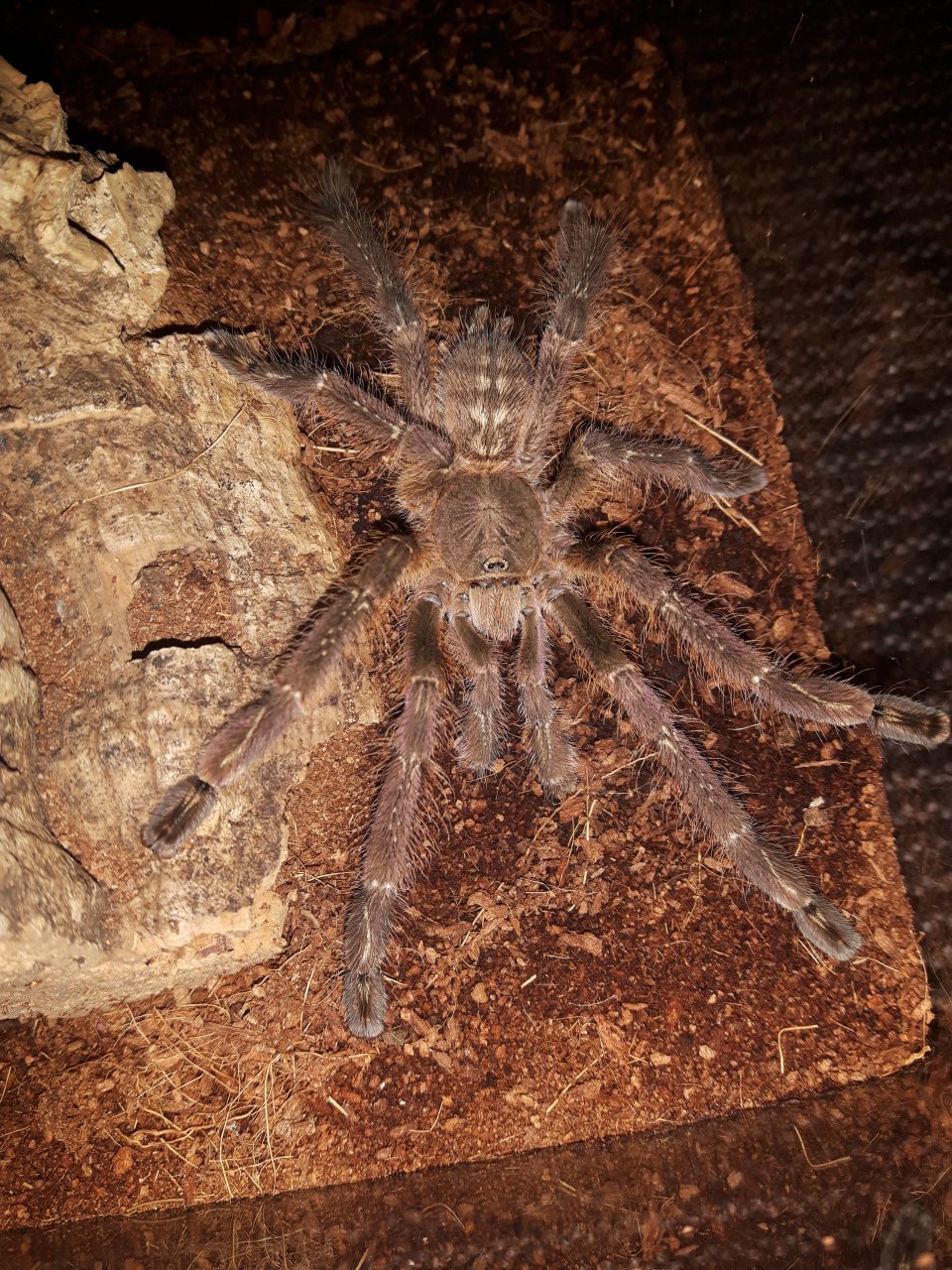 P.subfusca(lowland)