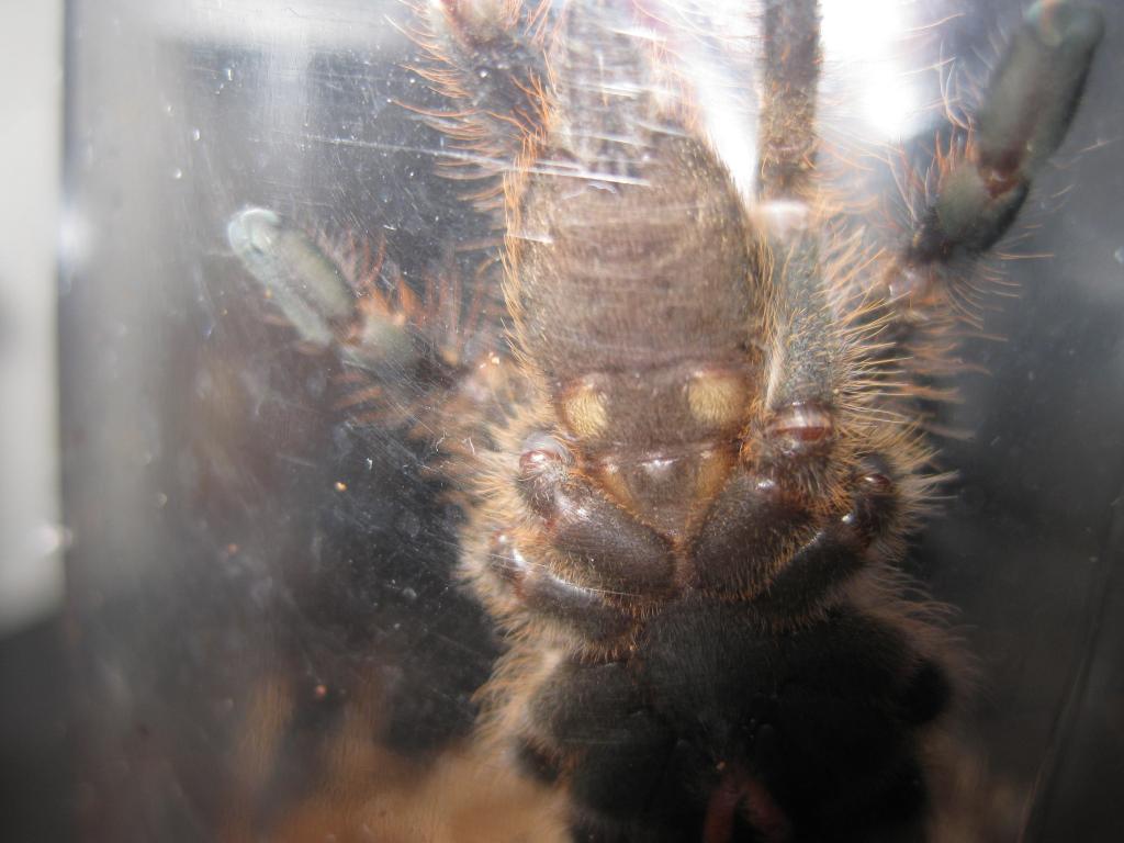 P. Subfusca Male or Female