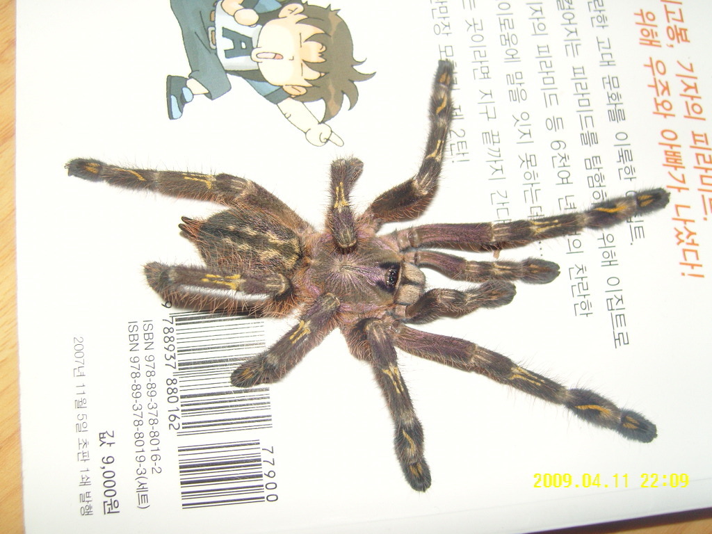 P.subfusca male