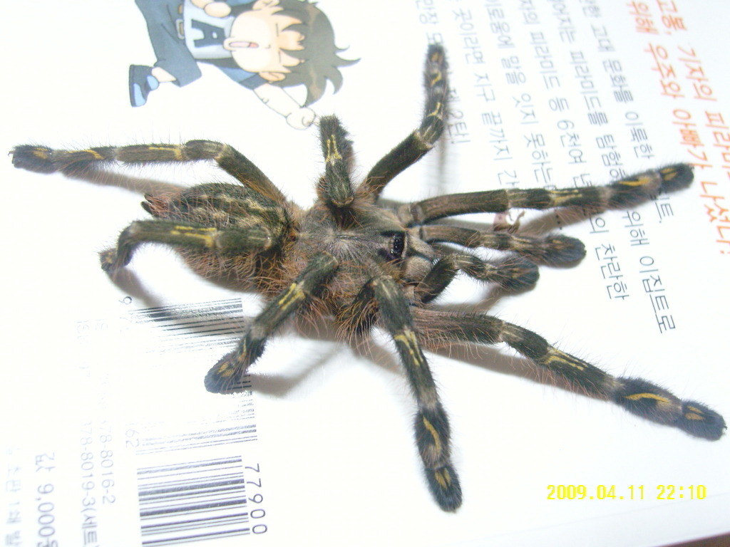 P.subfusca male