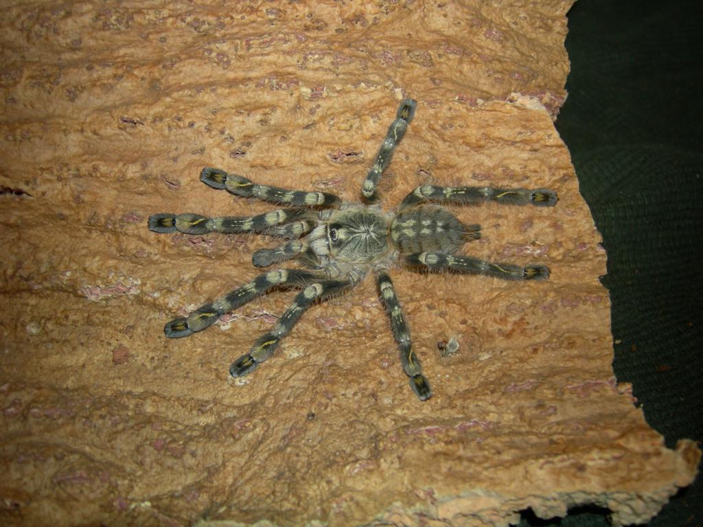 p. subfusca