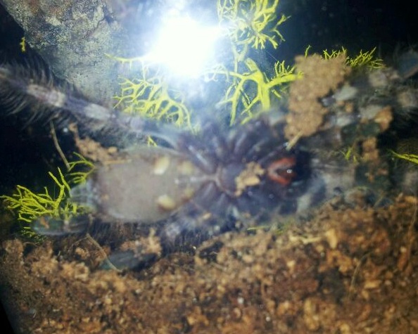 P. tigrinawesseli