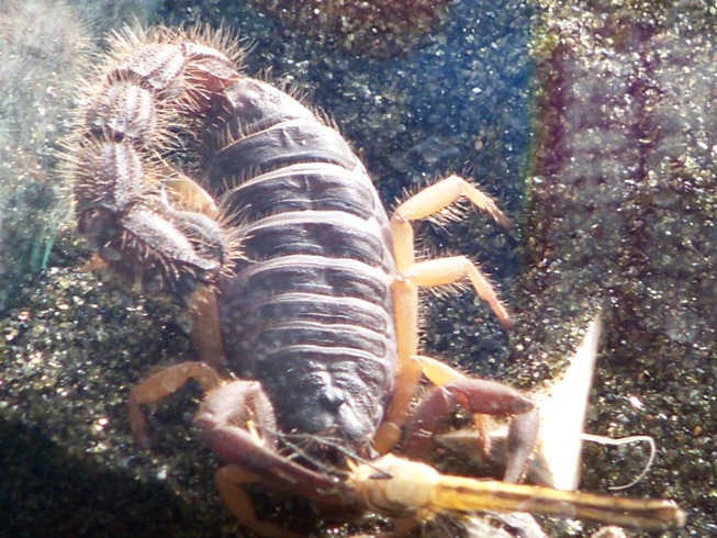 P.villosus With Dragonfly