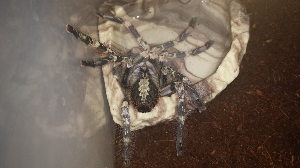 P. Vittata drinking after molt