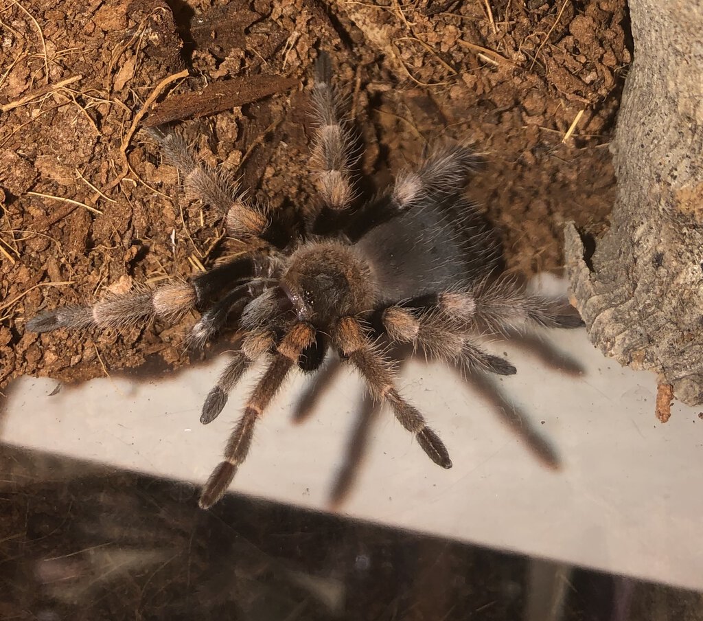 Pablo - Brachypelma smithi