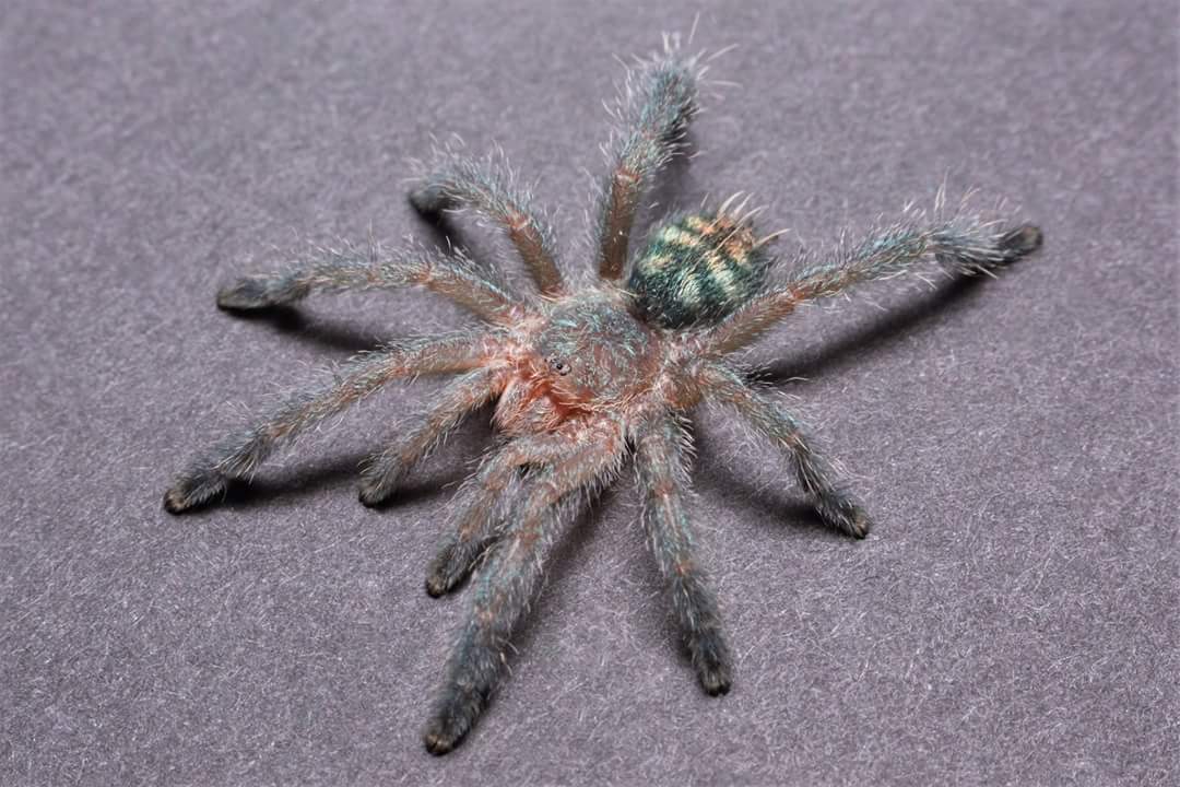 Pachistopelma bromelicola