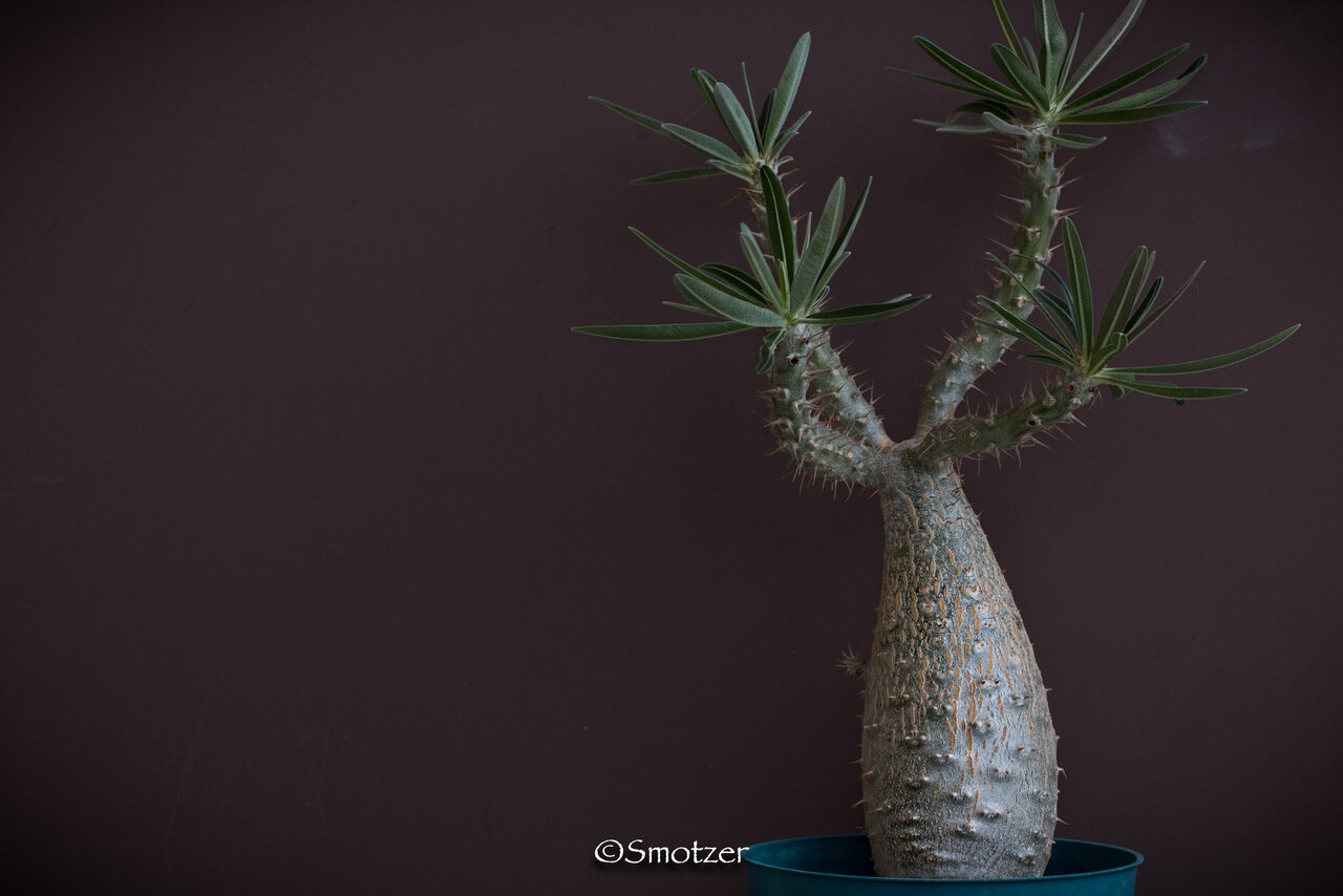 Pachypodium gracilius.jpg | Arachnoboards