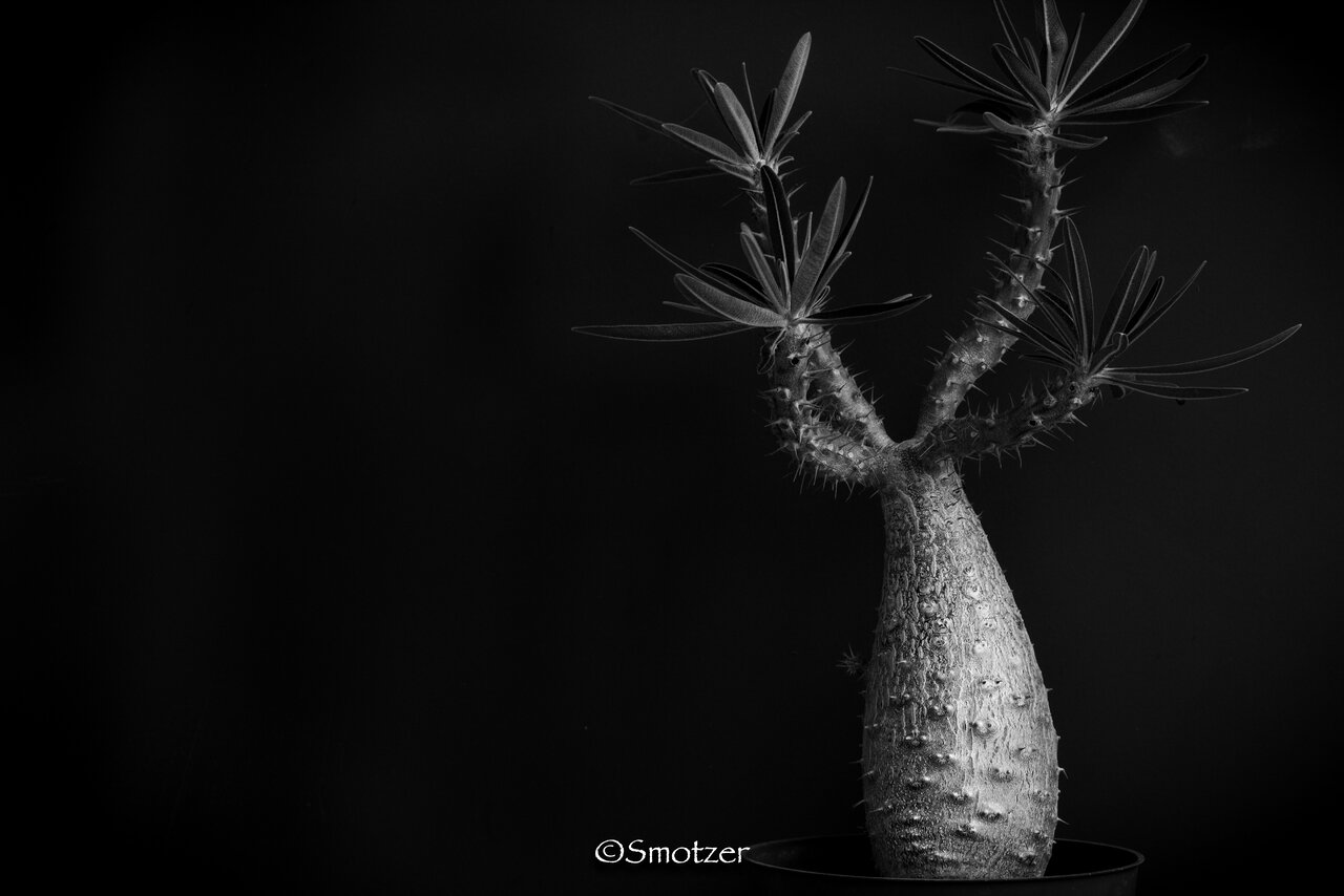 Pachypodium gracilius