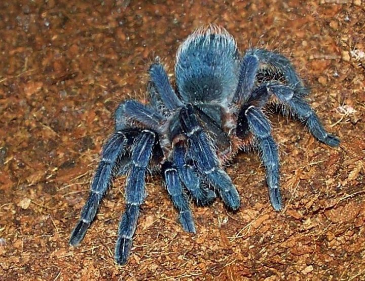 Pagan, A. seemanni