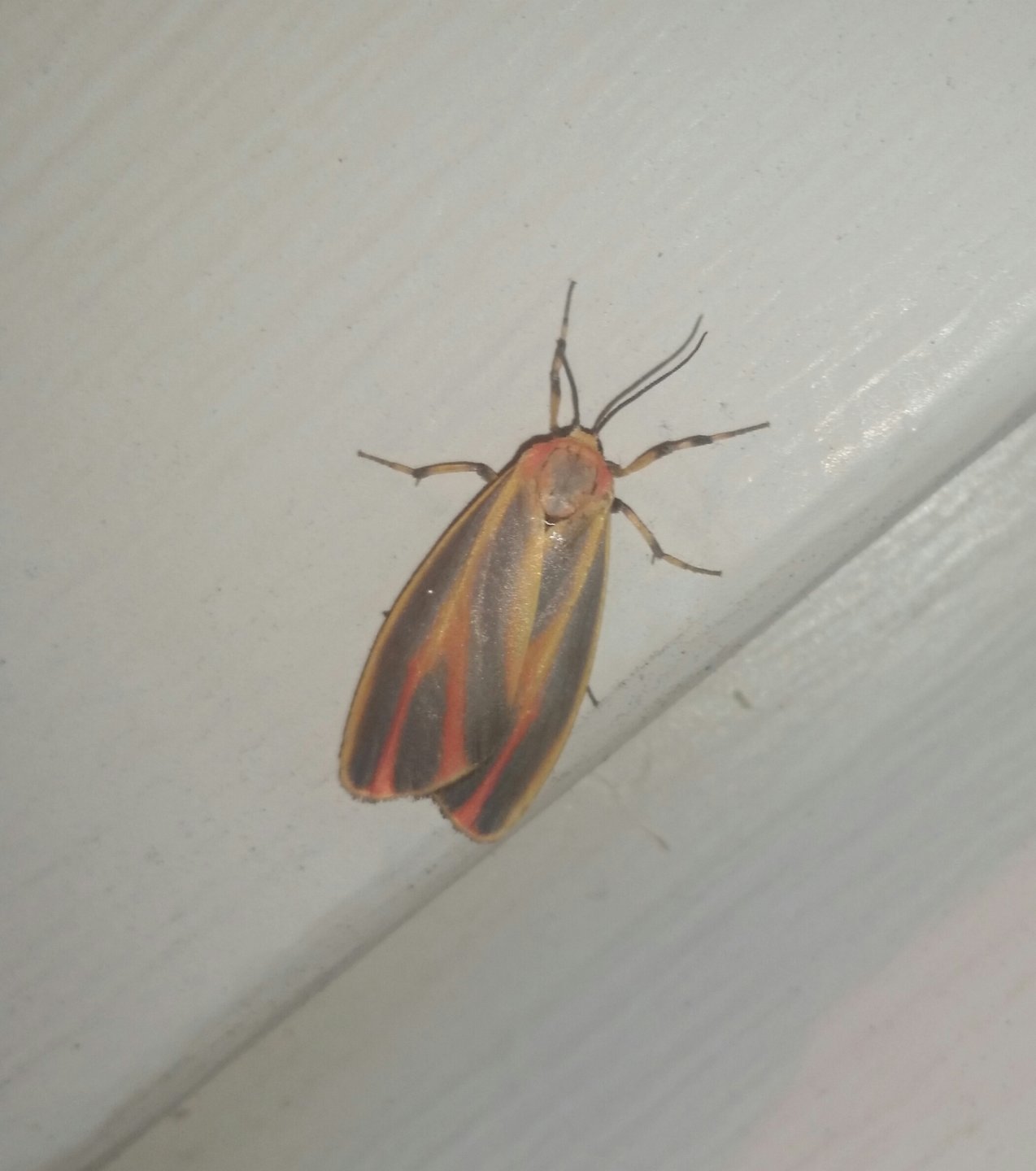 Painted Lichen Moth