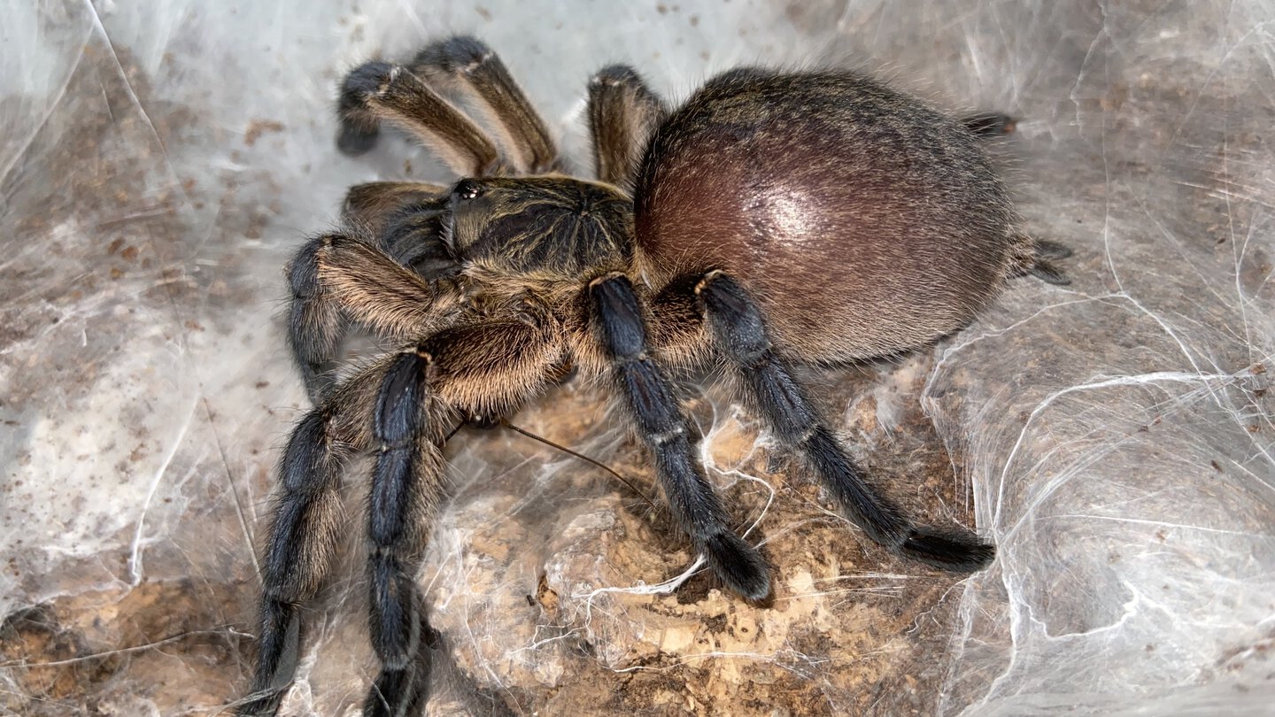 Paired h pulchripes