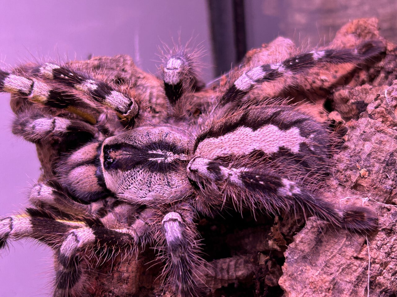 Paired MF regalis