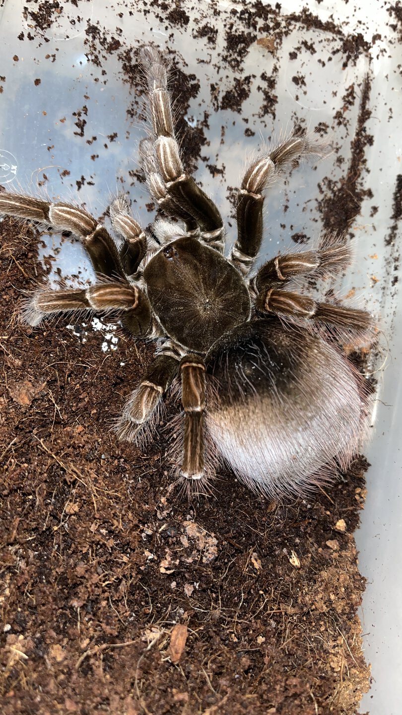 Paired Pamphobeteus platyomma. Hope for the best. Going to rehouse her soon