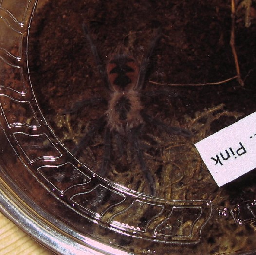 Pamphobepus sp. "Platyomma" sling