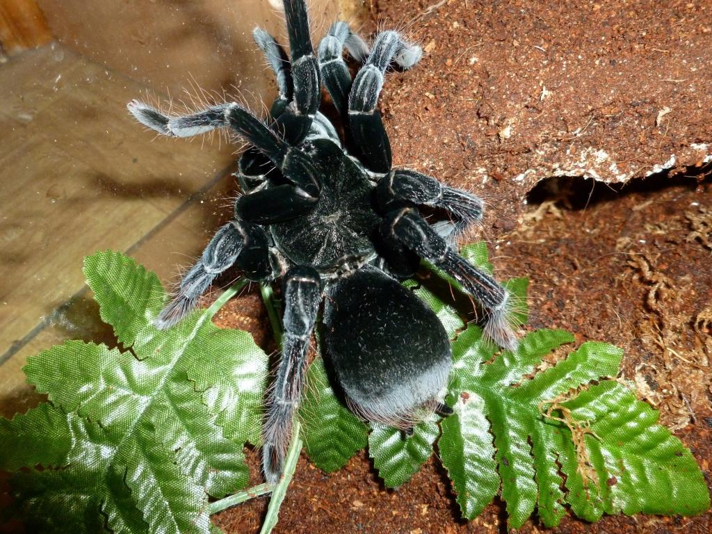 pamphobeteus antinous, bolivian or peruvian variant?