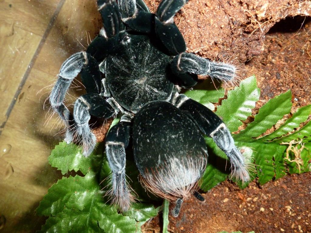 pamphobeteus antinous, bolivian or peruvian variant?