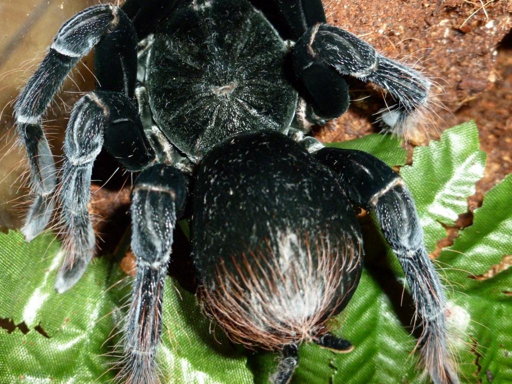 pamphobeteus antinous, bolivian or peruvian variant?