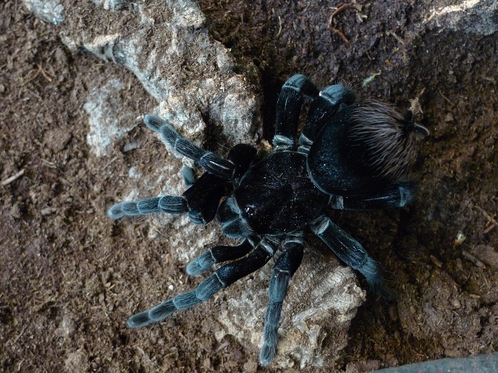 Pamphobeteus antinous  Female