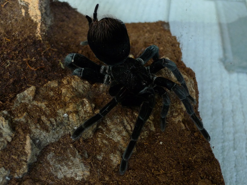 Pamphobeteus antinous Female