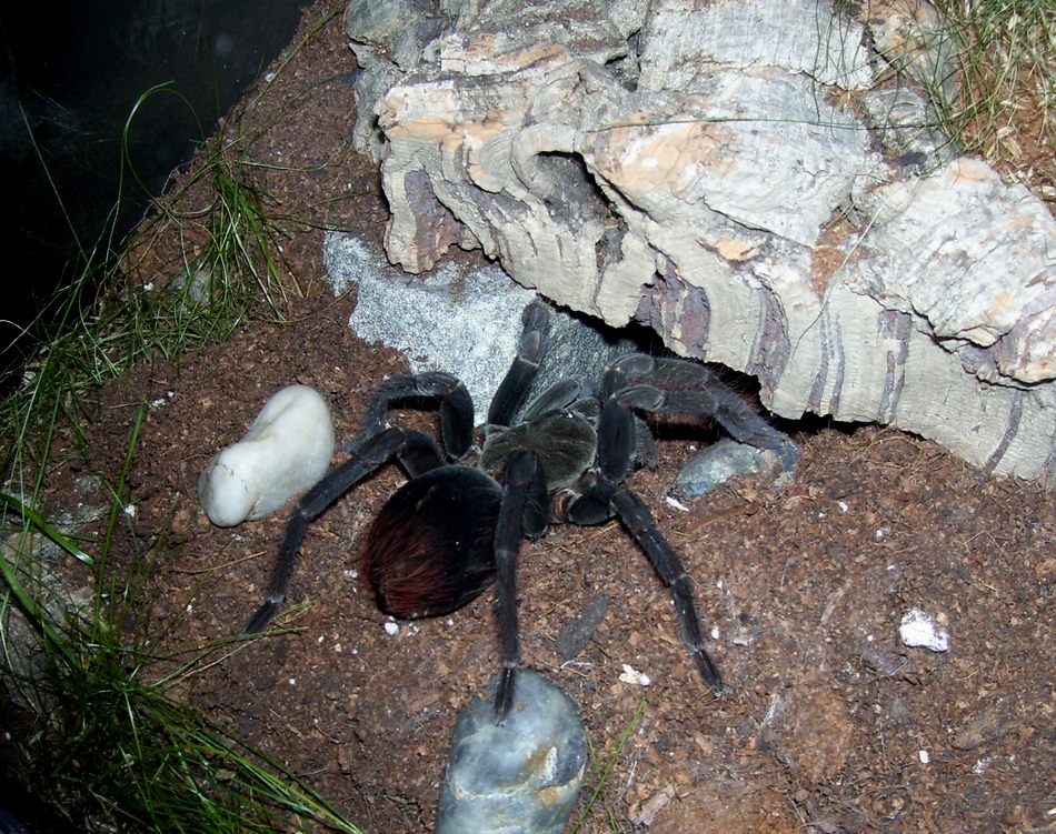 Pamphobeteus antinous juv. Female