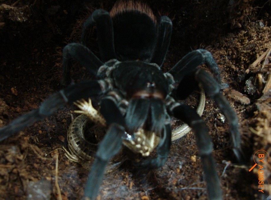 pamphobeteus antinous peru