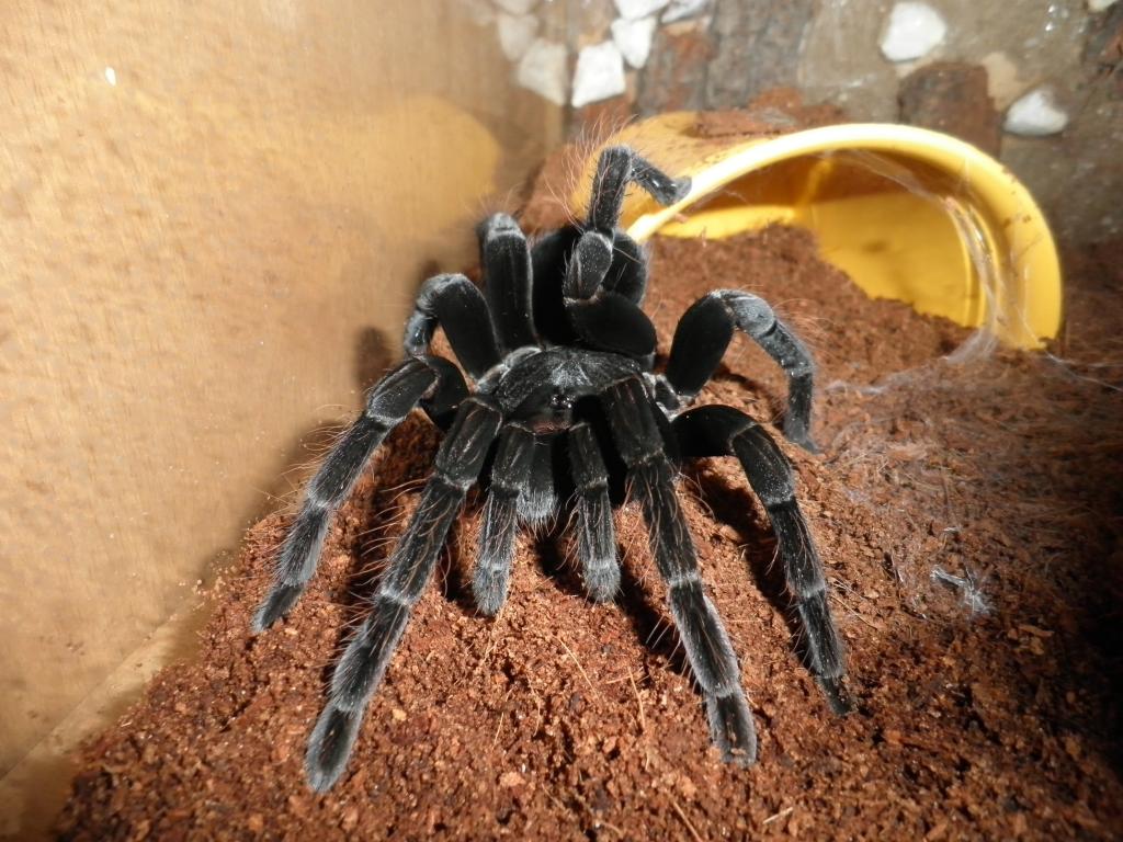 Pamphobeteus Antinous