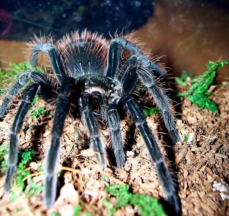 Pamphobeteus Antinous