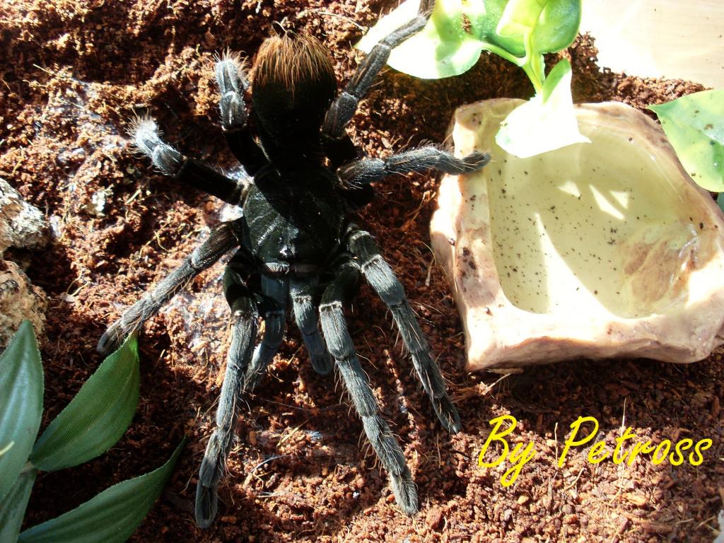 Pamphobeteus antinous