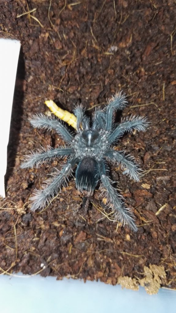 Pamphobeteus antinous