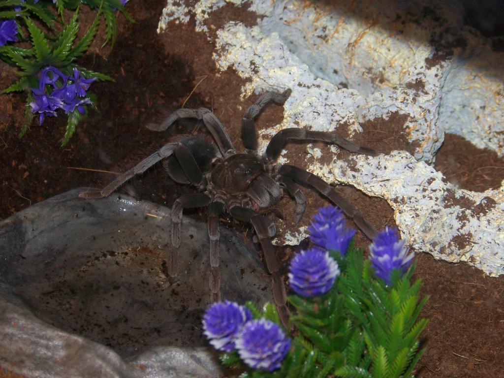 Pamphobeteus antinous