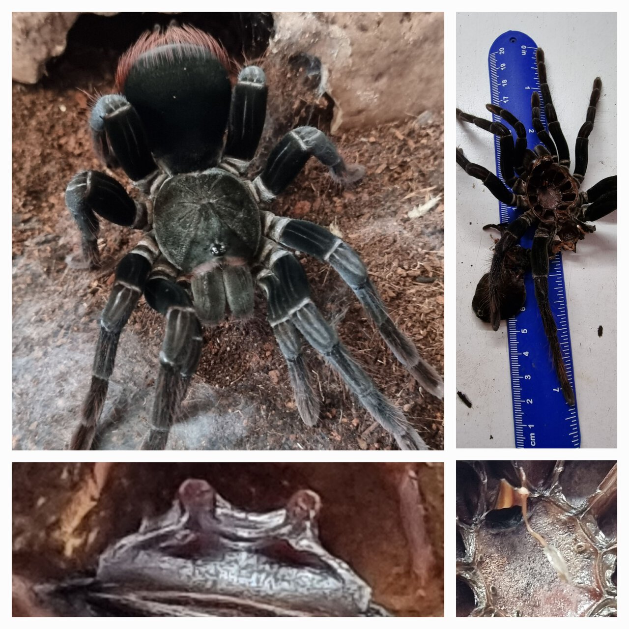 Pamphobeteus c.f.antinous (AF)