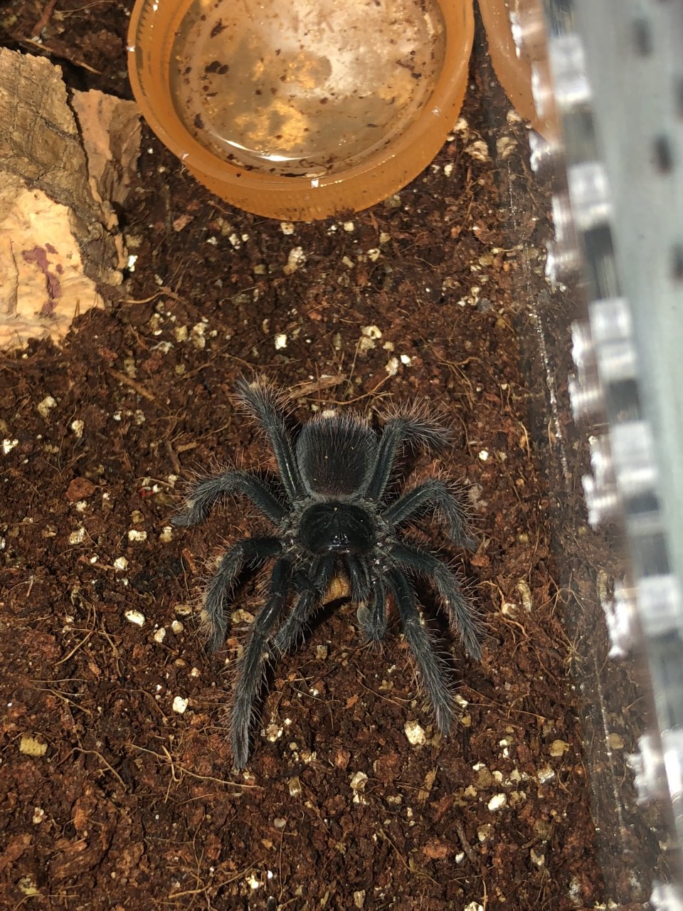 Pamphobeteus cf. antinous