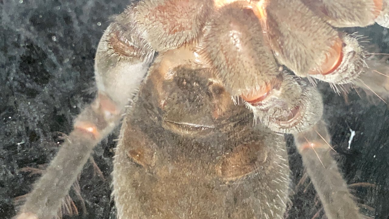 Pamphobeteus .cf Antinous