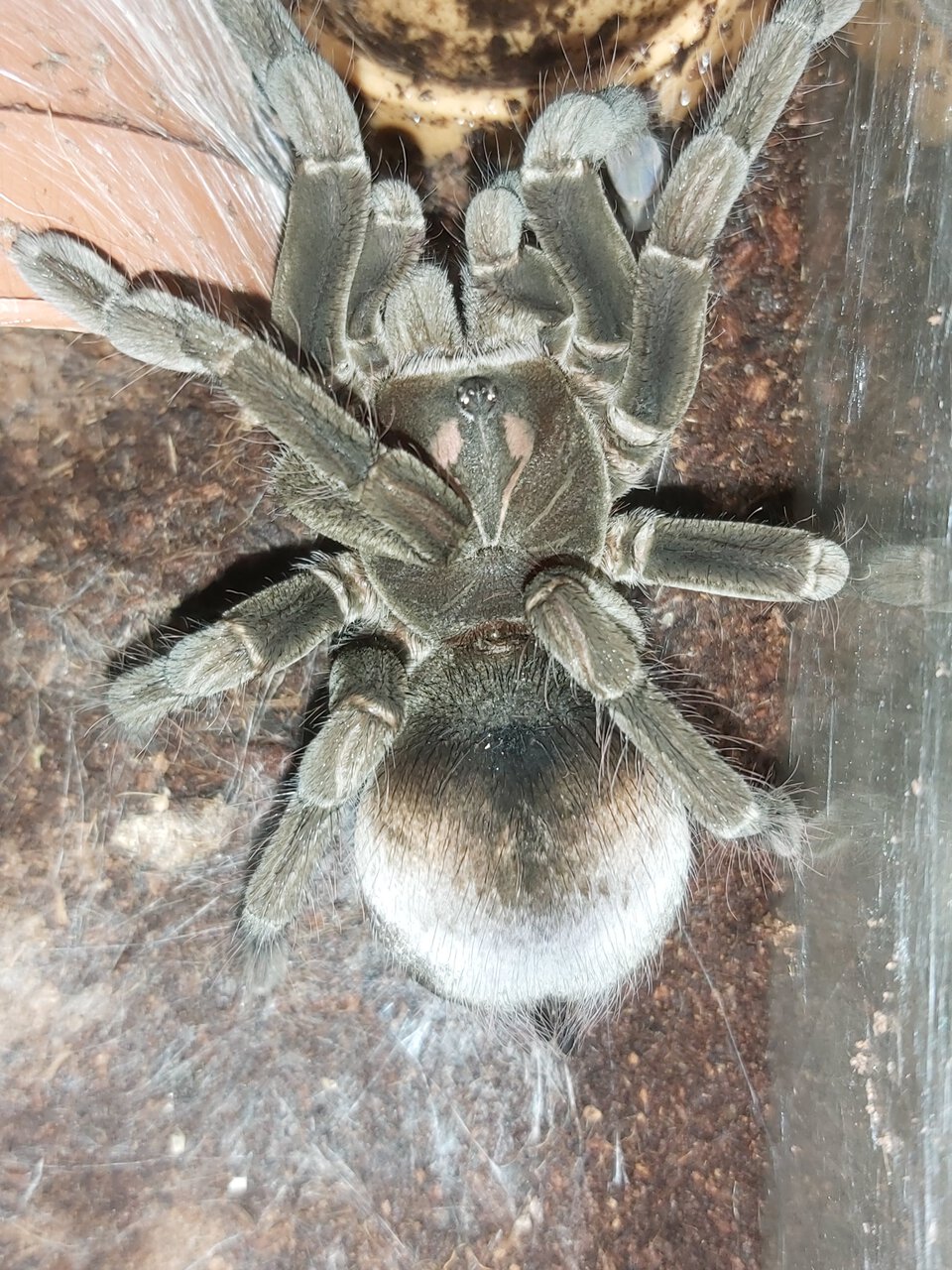 Pamphobeteus esmeraldas