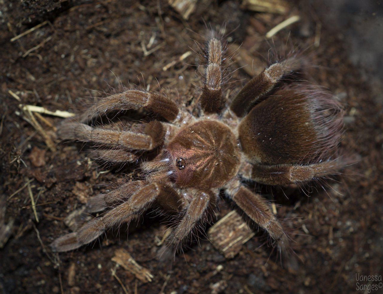 Pamphobeteus fortis Juvenile Female