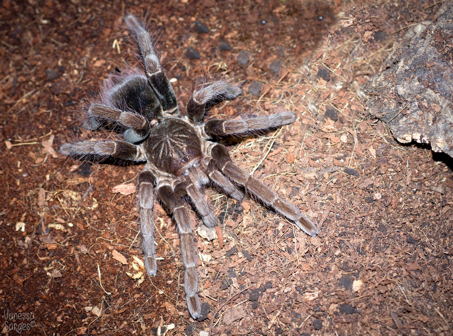 Pamphobeteus fortis Sub-Adult Female ~5"