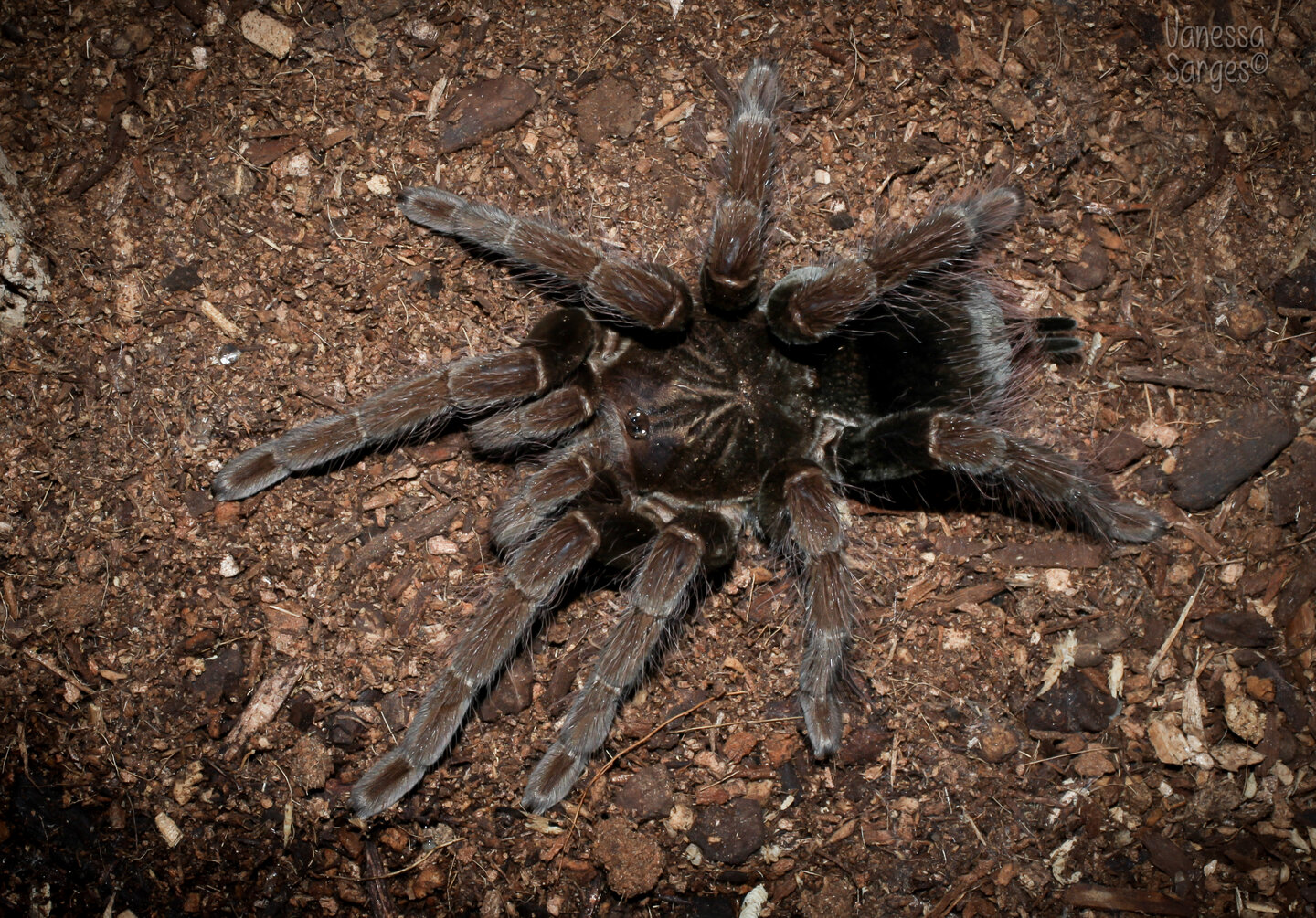 Pamphobeteus fortis Sub-Adult Female - ~6"