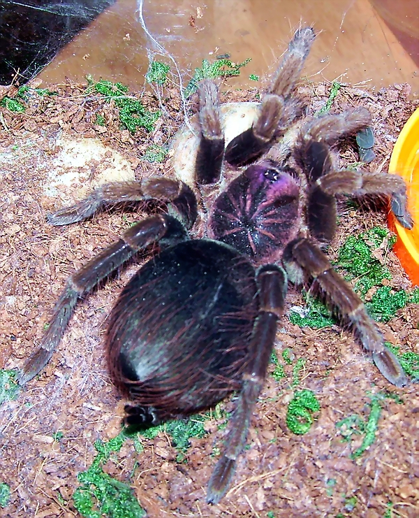 Pamphobeteus Fortis