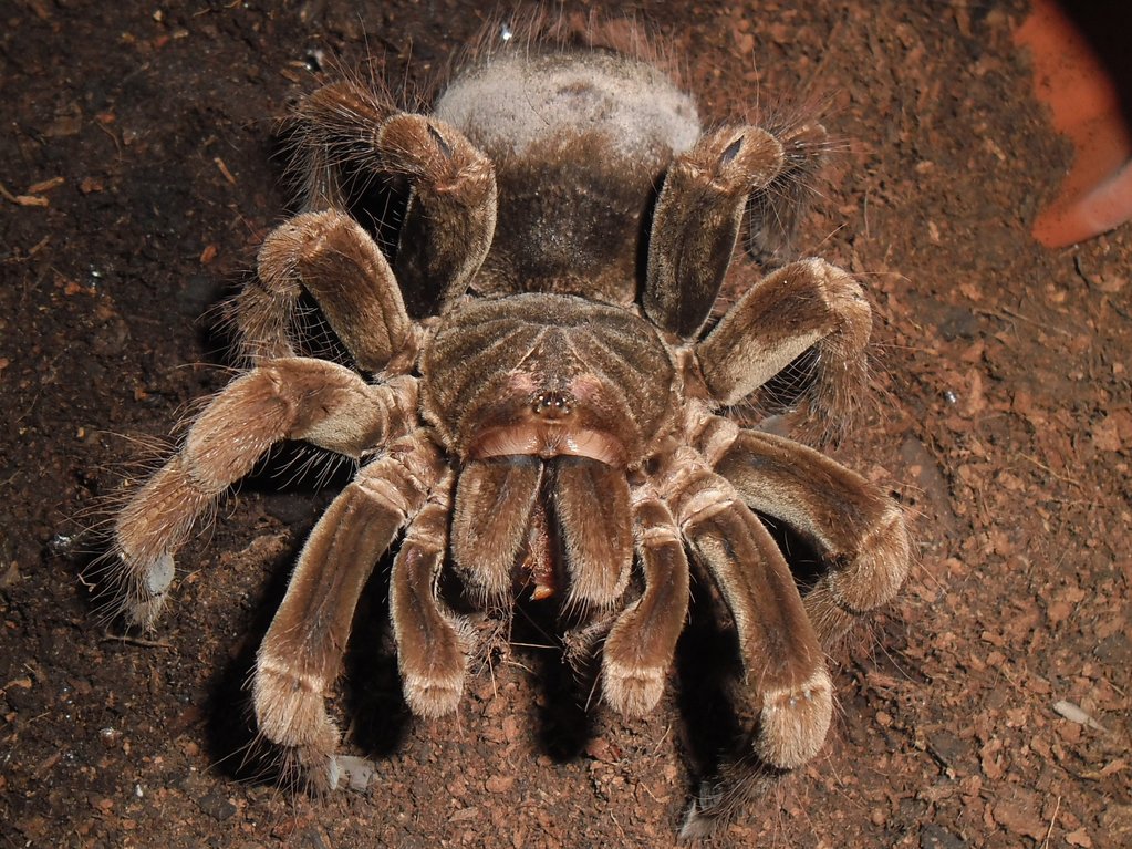 Pamphobeteus fortis