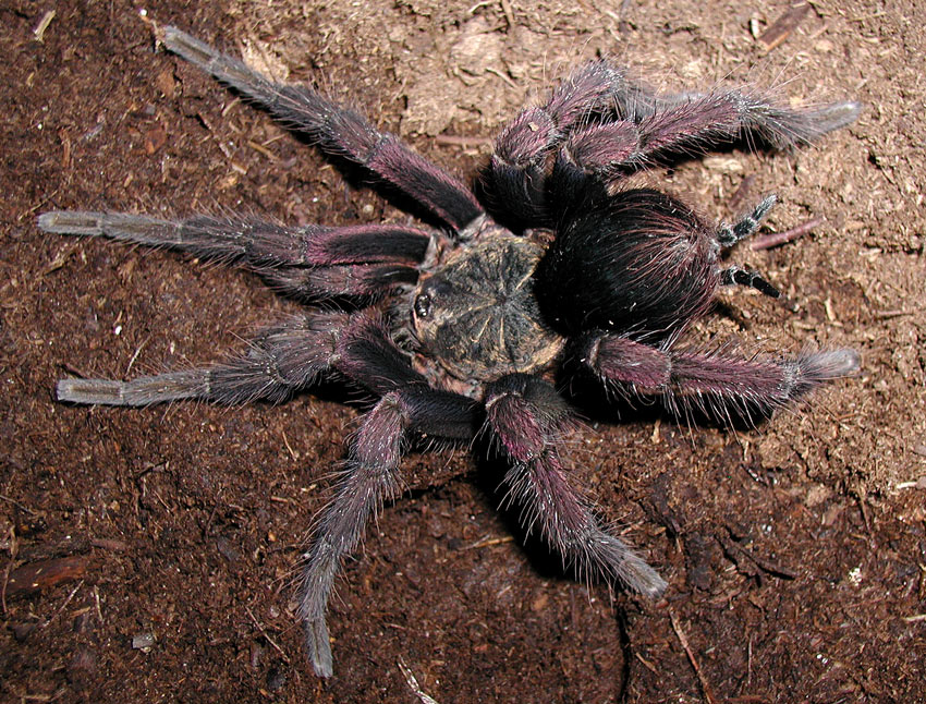 Pamphobeteus fortis