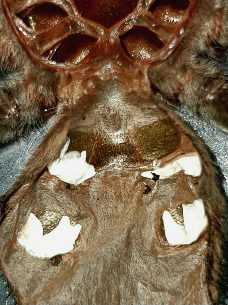 Pamphobeteus machala 4" DLS sexing assist [1/2]